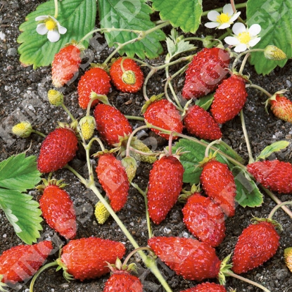 Picture of Strawberry Baron Solemacher